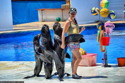 Севастопольский Дельфинарий - должен продать морских животных, всё своё имущество и освободить помещение.